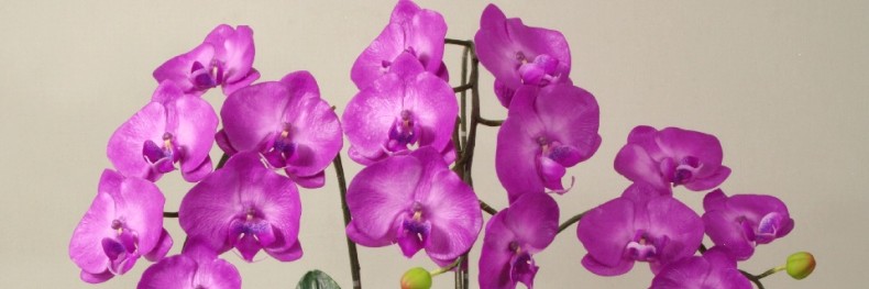 Sztuczna orchidea w kolorze hot pink