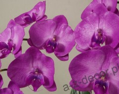 orchidee1