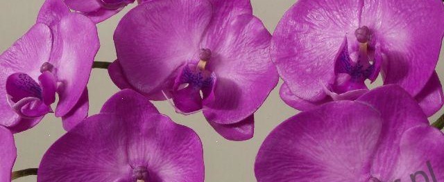 orchidee az decor