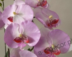 orchidee2