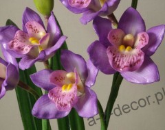 orchidee3