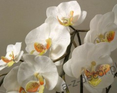 orchidee4