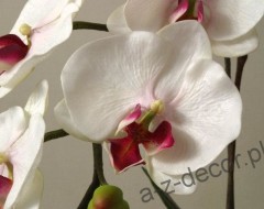 orchidee5