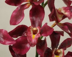 orchidee6