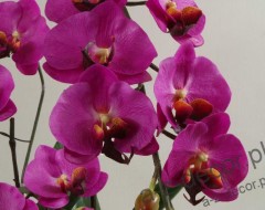 Sztuczne orchidee w kolorze hotpink