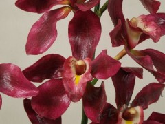 Orchids in burgundy color