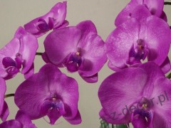 orchids11