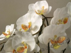 orchids12