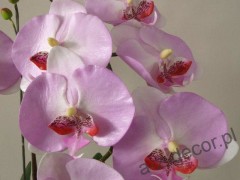 orchids7