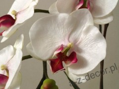 orchids8