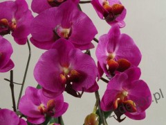 Sztuczne orchidee w kolorze hot pink